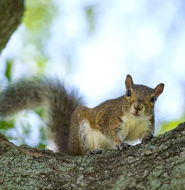 Why Medford, OR Relies on Medford Pest Control Pro for Squirrel Pest Control?