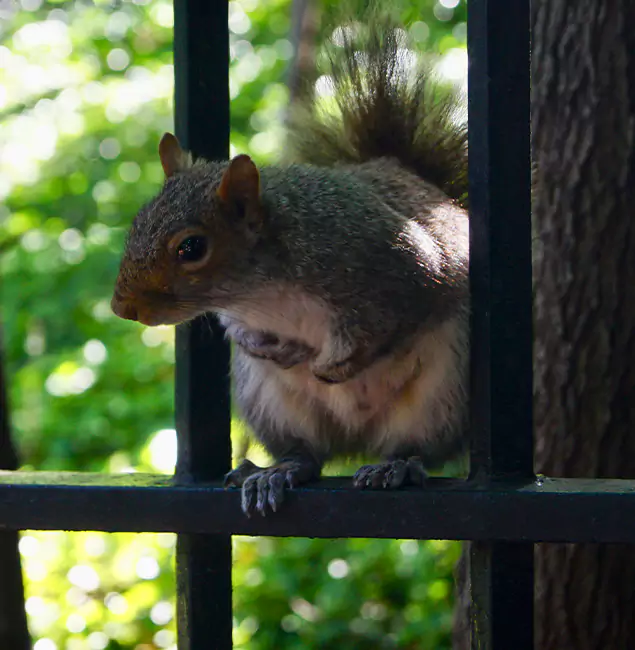 Why Medford, OR Chooses Medford Pest Control Pro for Squirrel Removal?