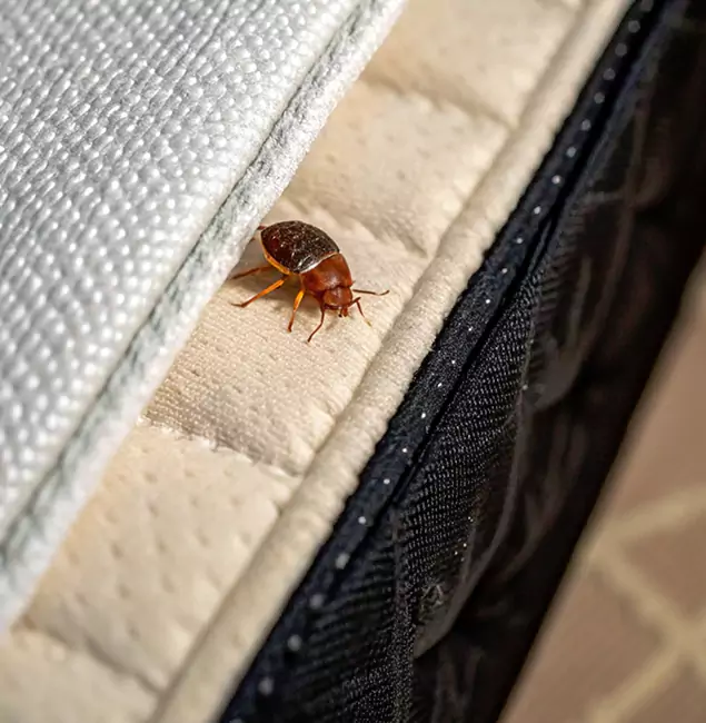 Why Medford Homeowners Trust Medford Pest Control Pro for Tick Treatment?
