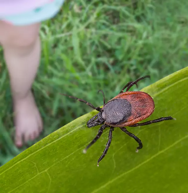Why Medford Homeowners Choose Medford Pest Control Pro for Tick Extermination?
