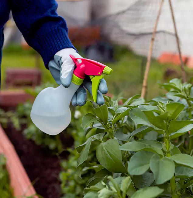 Why Medford Relies on Medford Pest Control Pro for Wasp Control Services?