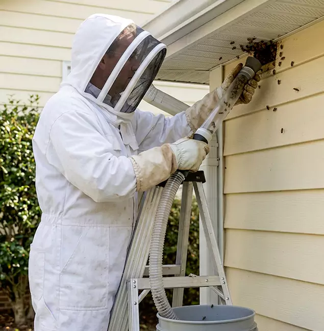 Why Medford Trusts Medford Pest Control Pro for Wasp Control?