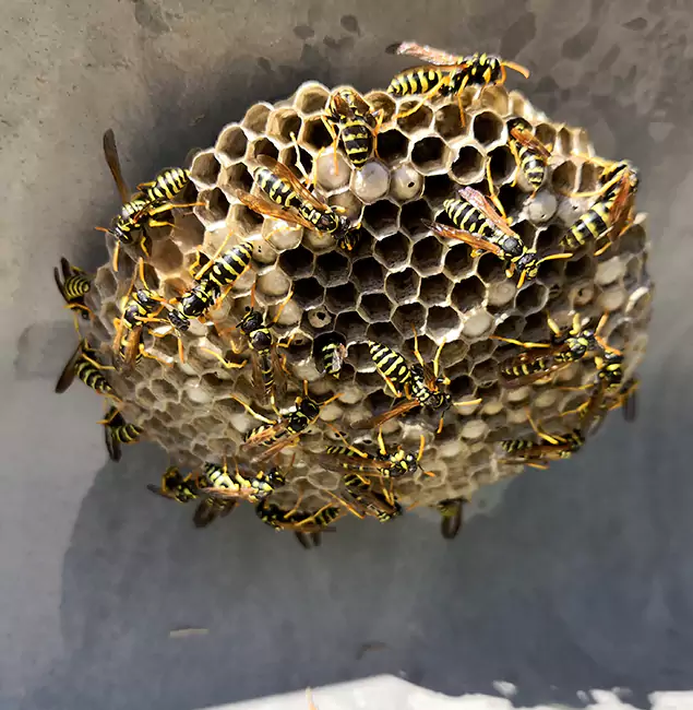 Why Medford Chooses Medford Pest Control Pro for Wasp Control Services?