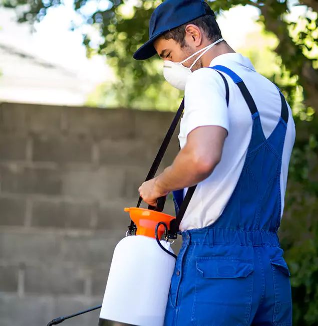 Why Medford Pest Control Pro Is the Right Choice for Yellow Jacket Removal in Medford, OR?