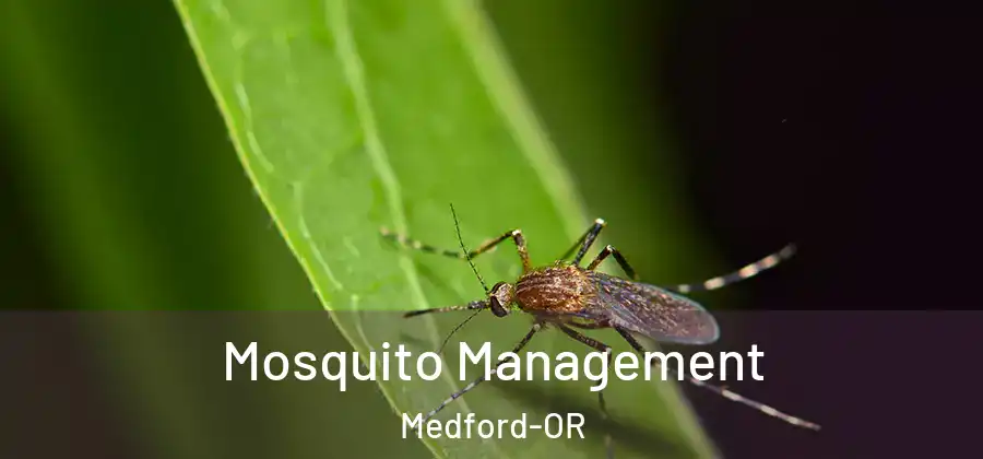 Mosquito Management Medford-OR