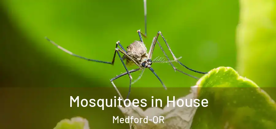 Mosquitoes in House Medford-OR