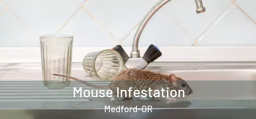 Mouse Infestation Medford-OR