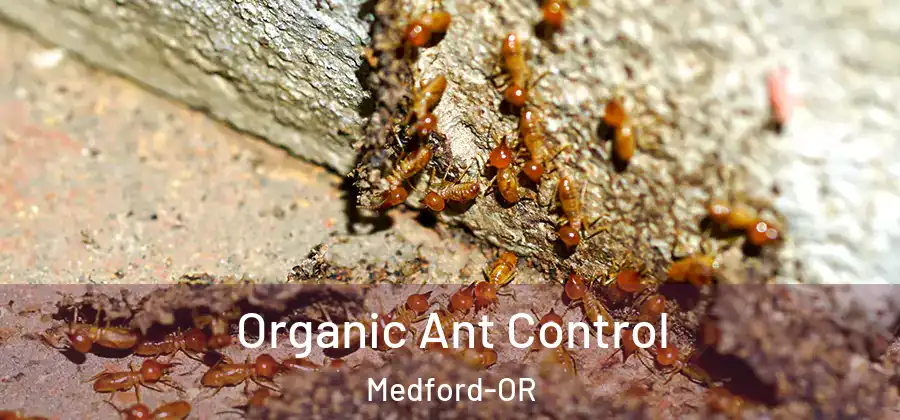 Organic Ant Control Medford-OR