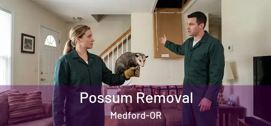 Possum Removal Medford-OR