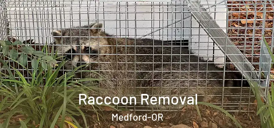  Raccoon Removal Medford-OR