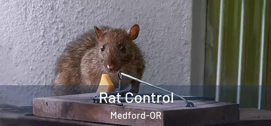 Rat Control Medford-OR