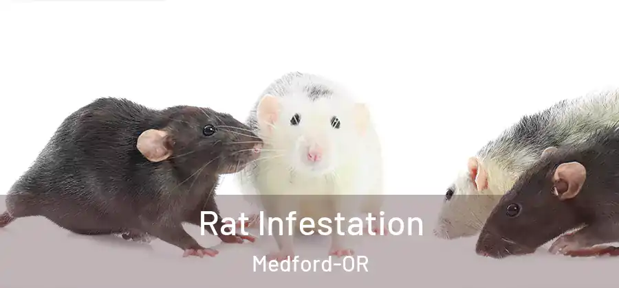 Rat Infestation Medford-OR