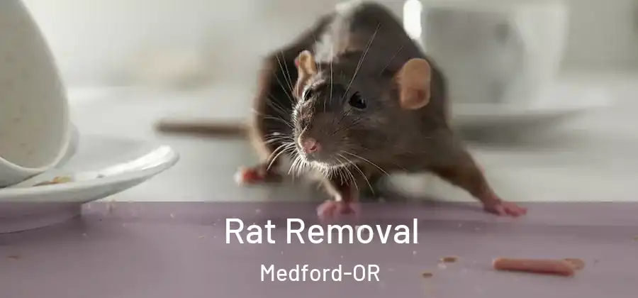 Rat Removal Medford-OR