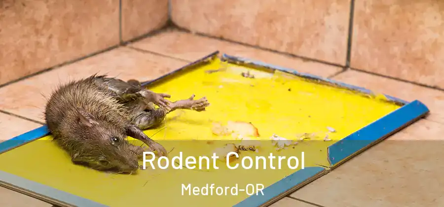 Rodent Control Medford-OR