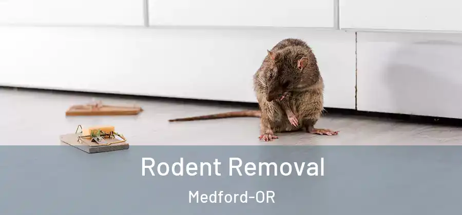 Rodent Removal Medford-OR