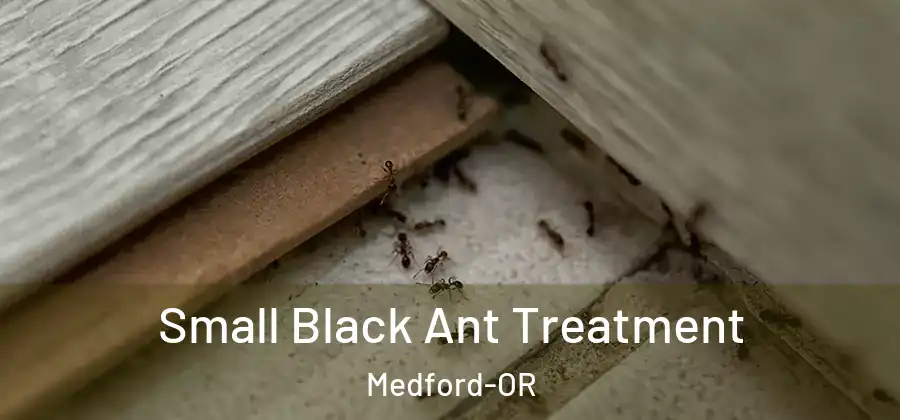 Small Black Ant Treatment Medford-OR