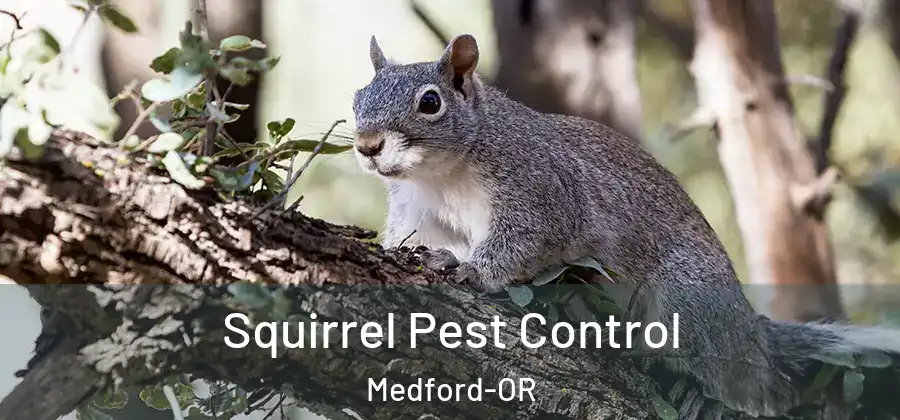Squirrel Pest Control Medford-OR