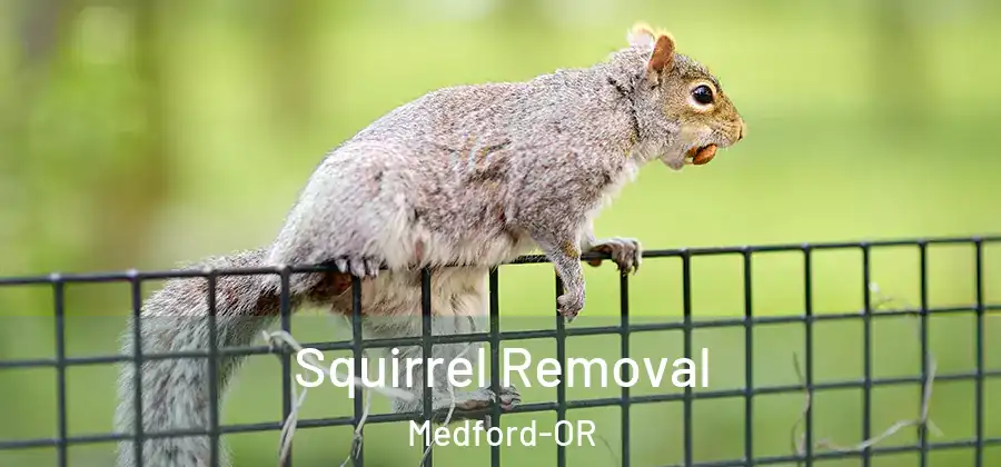 Squirrel Removal Medford-OR