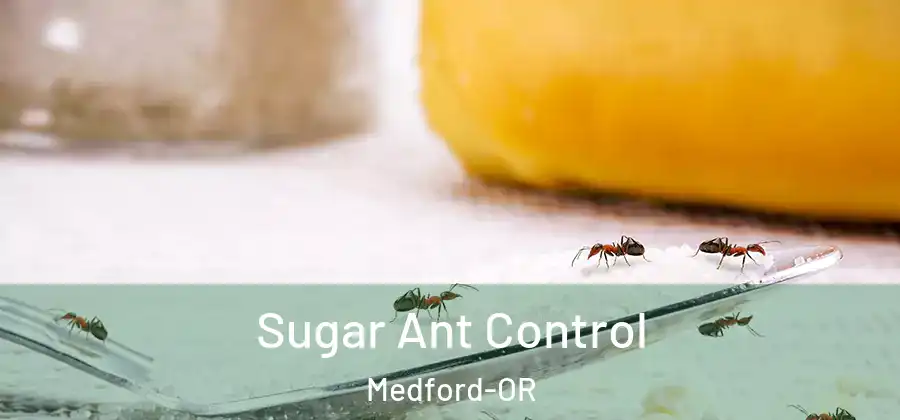 Sugar Ant Control Medford-OR