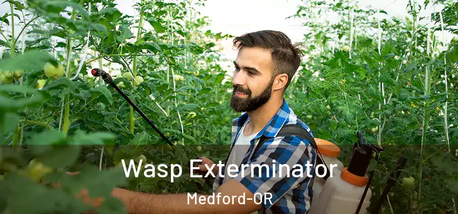 Wasp Exterminator Medford-OR