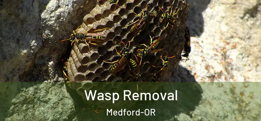  Wasp Removal Medford-OR