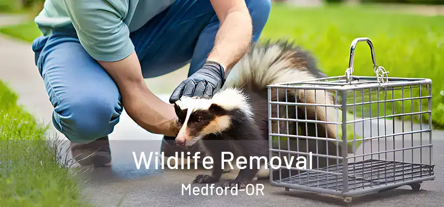 Wildlife Removal Medford-OR